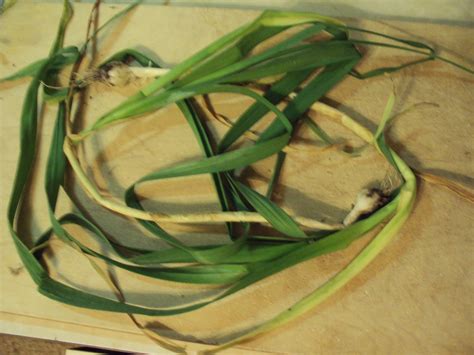 Missouri Survival: Scallions - Wild Green Onions