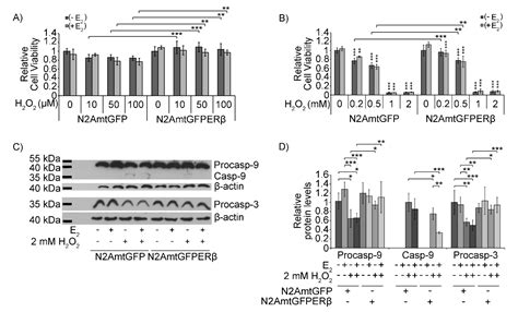 Anti-Apoptotic and Antioxidant Activities of the Mitochondrial Estrogen ...