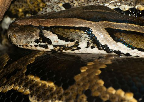 Image result for Python Mouredev