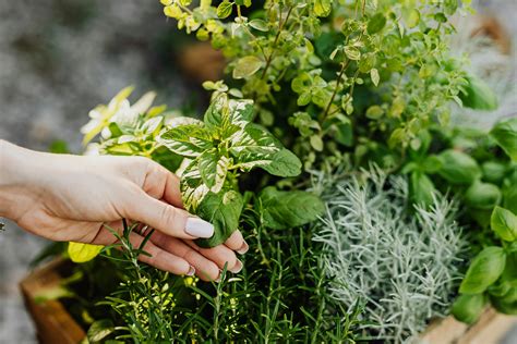 Is Rosemary Safe for Cats? Explore Herb, Extract, & Oil