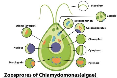Zoospores Examples