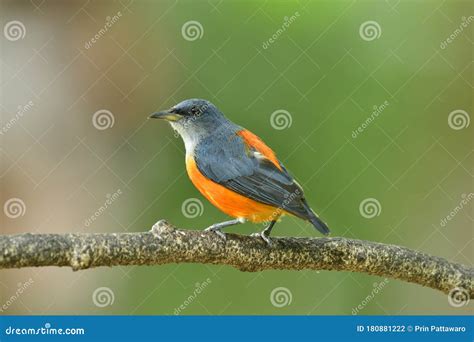 Orange Belly Bird