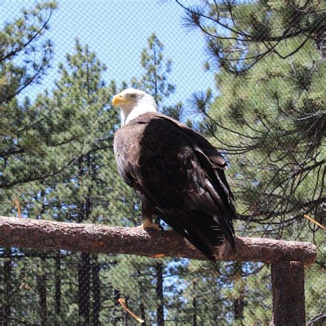 Wildlife In Lake Tahoe