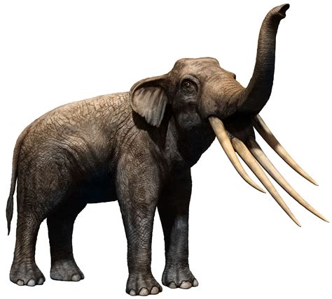 Evolutie van olifanten is meer dan mammoeten en mastadons