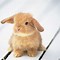 Image result for White Christmas Cute Baby Bunnies
