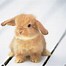 Image result for Real Cute Baby Bunnies