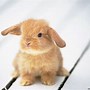 Image result for Super Cute Baby Snow Bunny
