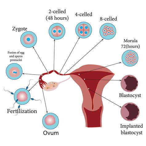 Development of the human embryo, from ovulation to implantation of the blastocyst in the uterine ...