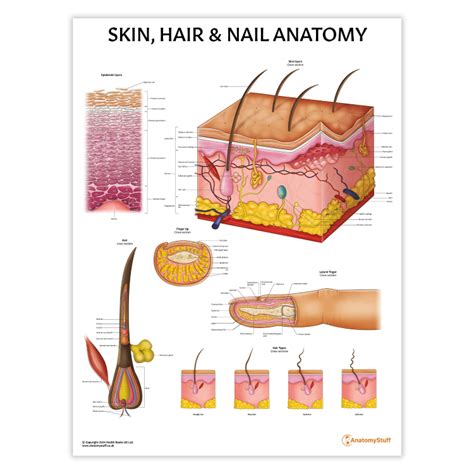 Skin, Hair & Nail Anatomy Poster | Integumentary System Chart ...