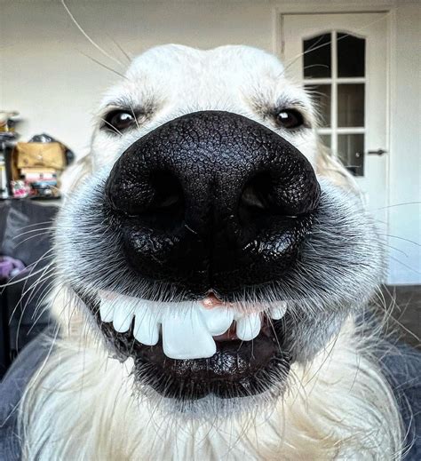 Adorable Close-Up of a Dog's Mouth and Teeth