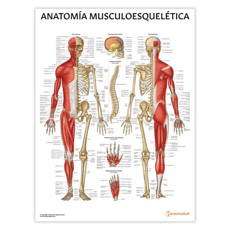 Anatomía Musculoesquelética Poster | AnatomyStuff
