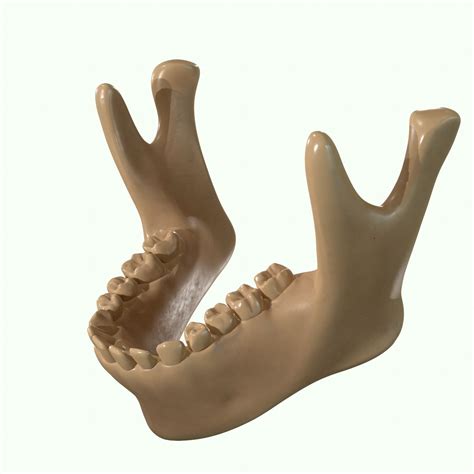 Muscle Head Model Computer Graphics Simulation 的图像结果