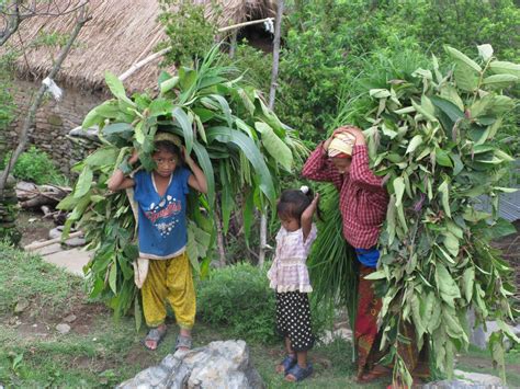 Traditional Knowledge And Practices In Natural Resource Management By Tribal Communities
