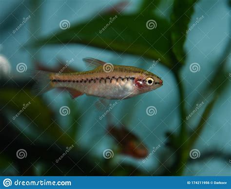 Fish Red Cherry Barb Juvenile Swimming in Freshwater Tropical Aquarium ...