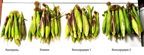 Биологи ТГУ смогли почти в два раза повысить урожайность кукурузы