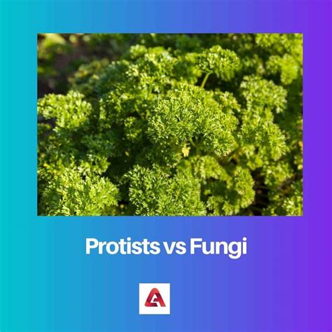 Protists vs Fungi: Difference and Comparison