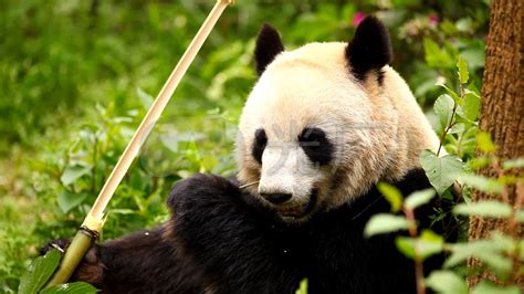 吃竹子的大熊猫高清图片下载-正版图片501199259-摄图网