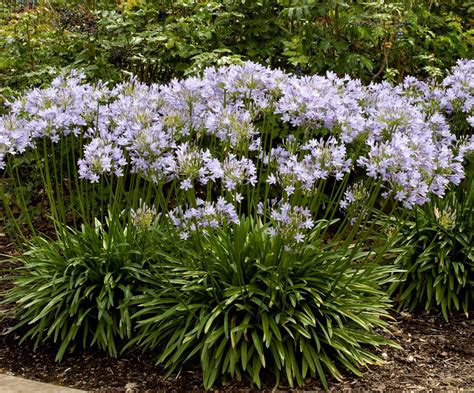 Lily Of The Nile | Monrovia plants, Plant catalogs, Agapanthus