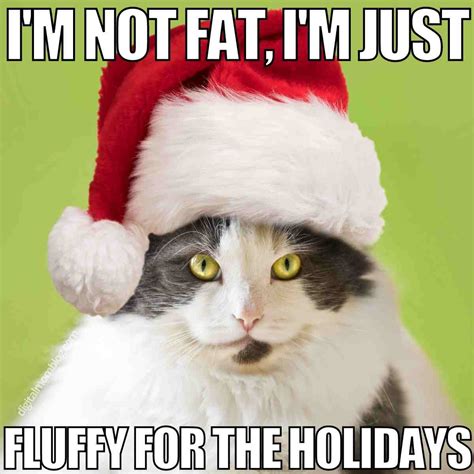 25 Purrfect Christmas Cat Memes: Feline Festive Fun