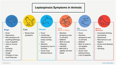 Leptospirosis