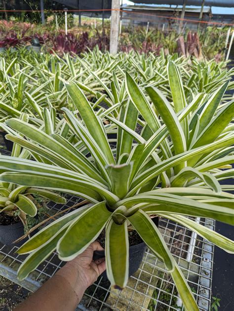 Neoregelia 'Bossa Nova'' – Tradewinds Tropicals, Inc.