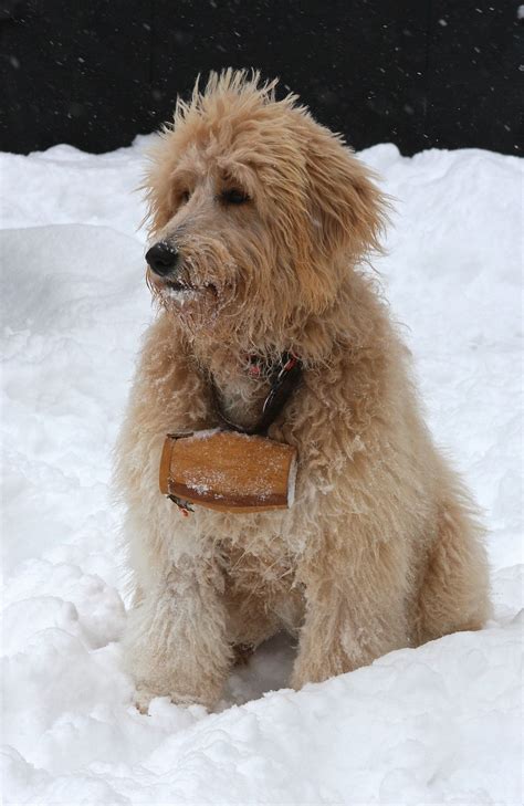 Pyredoodle (Poodle & Great Pyrenees Mix) Info, Pictures, Traits