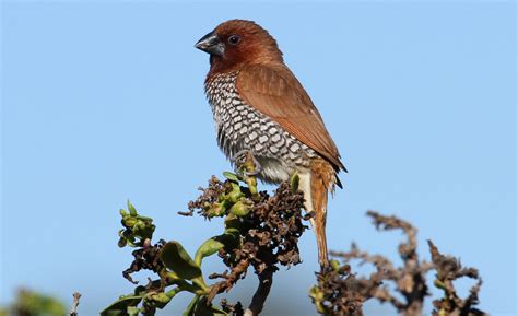 Scaly-breasted Munia | Audubon Field Guide