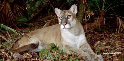 PANTHER FACTS | Friends of the Florida Panther Refuge