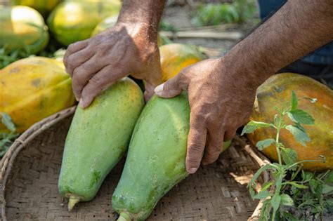 Papaya In Spanish Colombia at Chastity Fruge blog