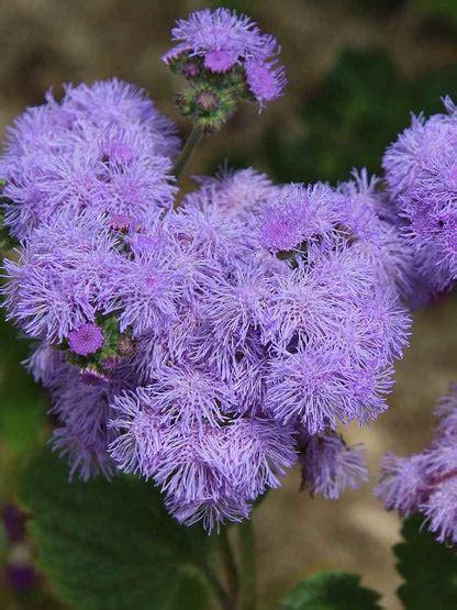 Ageratum Balls Flower Mix - Open Pollination Seeds – seed and plant