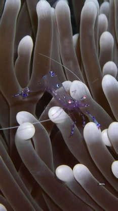 10 animals with transparent bodies you need to see to believe