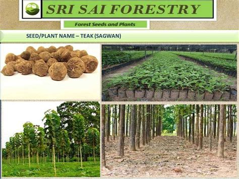 SRI SAI FORESTRY INDIAN TEAK WOOD, Sagwan, Tectona grandis Tree Seed ...