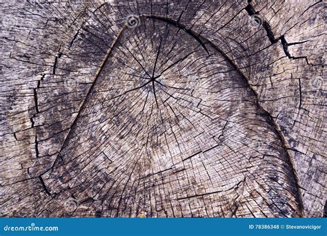 树桩图片素材-砍伐后的旧树桩创意图片-jpg格式-未来素材下载