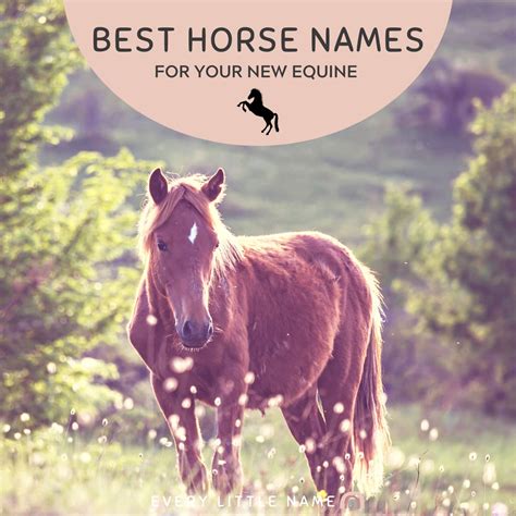 Top 10 Names For Horses at Mary Sinclair blog