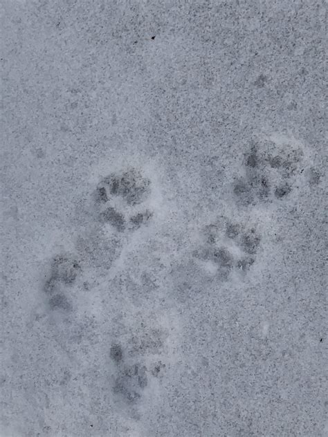 Bobcat Tracks In Snow Identifying Animal Tracks In Snow | Public Lands