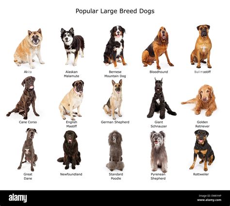 What Are Several Different Groups Of Dog Breeds