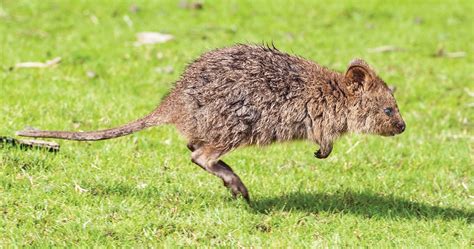 Quokka Facts Animals Of Oceania Worldatlascom Quokka Facts, Diet,