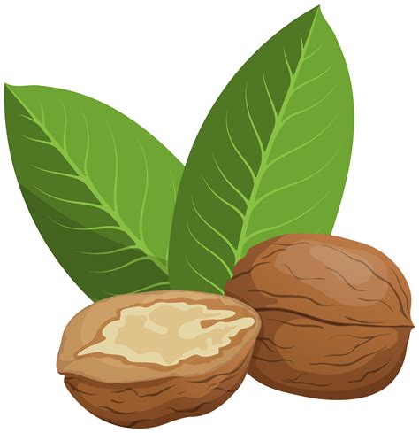 Nuts clipart tree nut, Nuts tree nut Transparent FREE for download on ...
