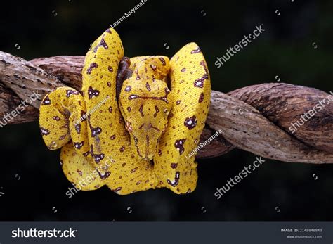 Image result for Baby Green Tree Python