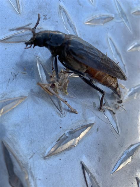 Found in High Desert, CA : r/whatsthisbug