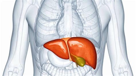 Liver Cirrhosis Treatment: Symptoms, Stages & Care