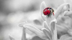 Ladybug wallpapers hd, desktop backgrounds, images and pictures