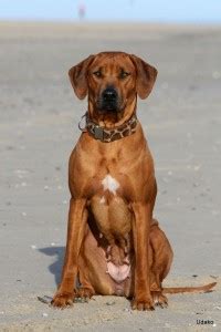 Cute Dog Multicolour Poster PhotoPrint Print Photographic Paper ...