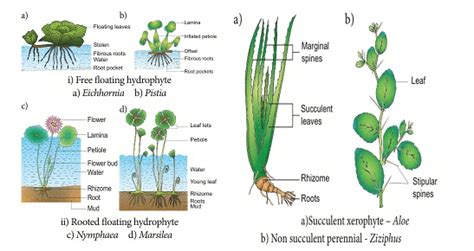 Ecosystem : Ecological Adaptation - Zoology Optional Notes for UPSC PDF ...