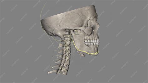 Premium Photo | The marginal mandibular branch of the facial nerve arises from the facial nerve ...