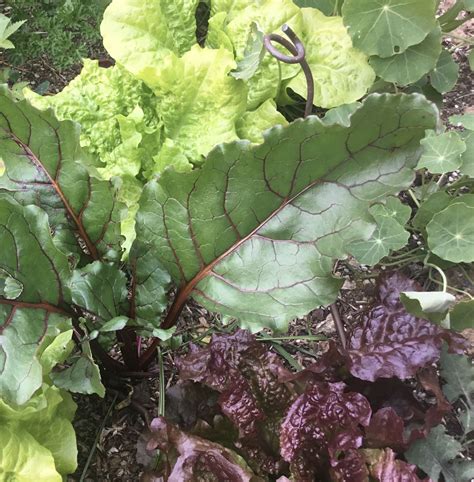 The Best Companion Planting for Beet Greens