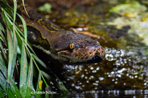 Image result for Netzpython Zwerg