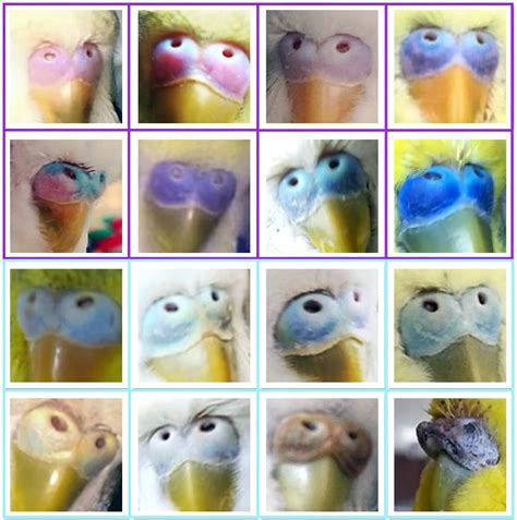 Budgie Bird Female Vs Male at Jason Davies blog