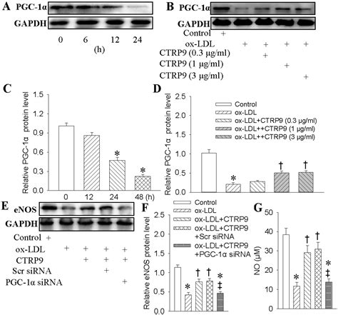 C1q/TNF-Related Protein-9 Ameliorates Ox-LDL-Induced Endothelial ...