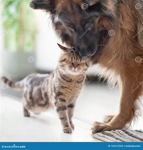 Cat and Dog Friends Together Indoors. Friendship between Pets. Stock ...